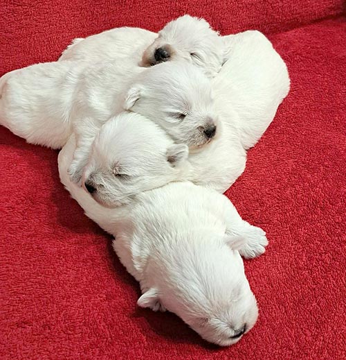 pup2